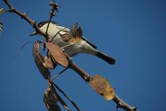 Dryoscopus cubla hamatus