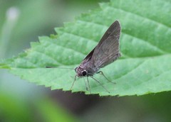 Callimormus saturnus