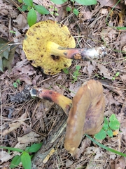 Cyanoboletus cyaneitinctus