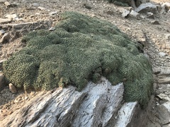 Petrophytum caespitosum caespitosum