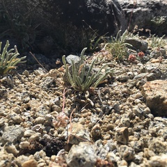 Ivesia santolinoides