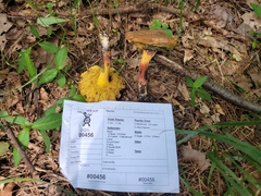 Cyanoboletus cyaneitinctus