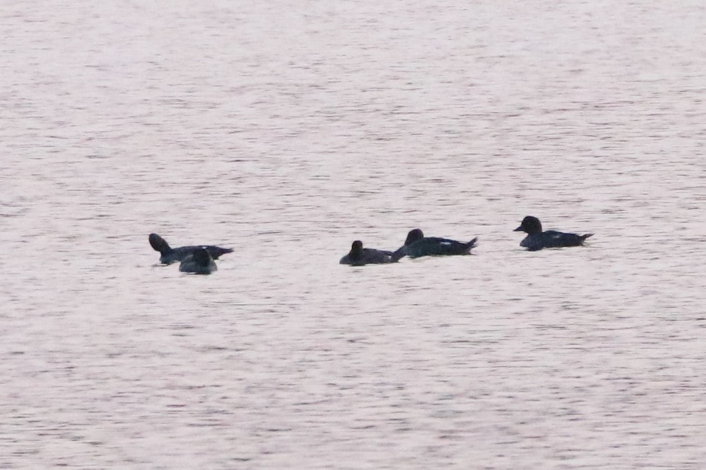 Common Goldeneye from Pictou County, NS, Canada on August 21, 2021 at
