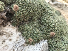 Petrophytum caespitosum caespitosum