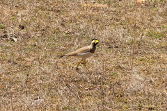 Vanellus malabaricus