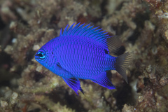 Chrysiptera cymatilis