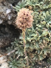 Petrophytum caespitosum caespitosum