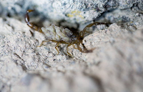 Gertschius agilis
