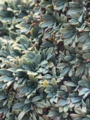 Petrophytum caespitosum caespitosum