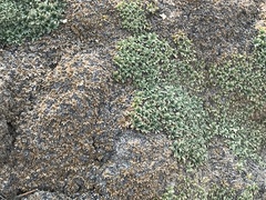 Petrophytum caespitosum caespitosum