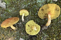 Boletus ochraceoluteus