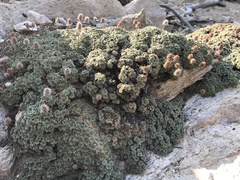 Petrophytum caespitosum caespitosum