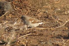 Passer diffusus stygiceps