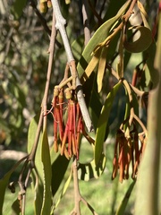 Amyema pendula pendula