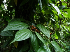 Piper lanatum