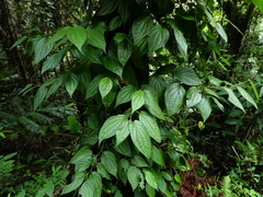 Piper lanatum