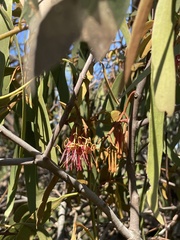 Amyema pendula pendula