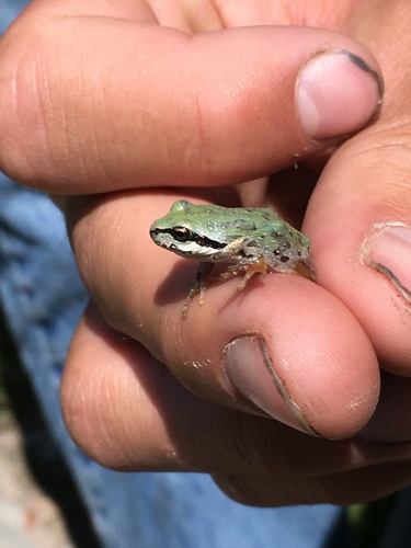iNaturalist observation photo of Pacific chorus frog