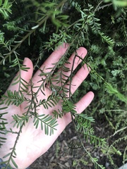 Prumnopitys