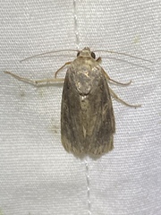 Image of Spodoptera frugiperda