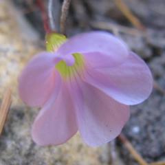 Oxalis commutata commutata