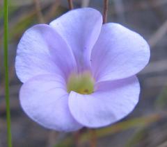 Oxalis commutata commutata