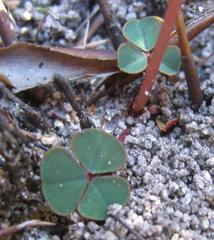 Oxalis commutata commutata