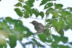Vireo altiloquus canescens