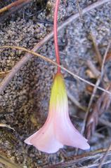 Oxalis commutata commutata