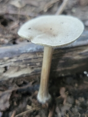 Melanoleuca cinereifolia