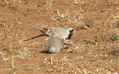 Oena capensis capensis