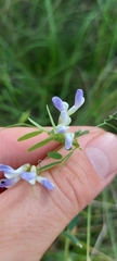 Vicia biennis