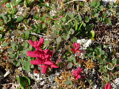 Exobasidium vaccinii-uliginosi