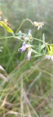 Vicia biennis