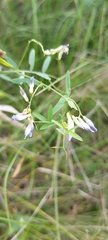 Vicia biennis
