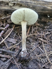 Melanoleuca cinereifolia