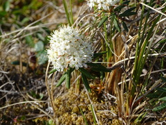 Rhododendron tomentosum