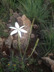 Milla biflora
