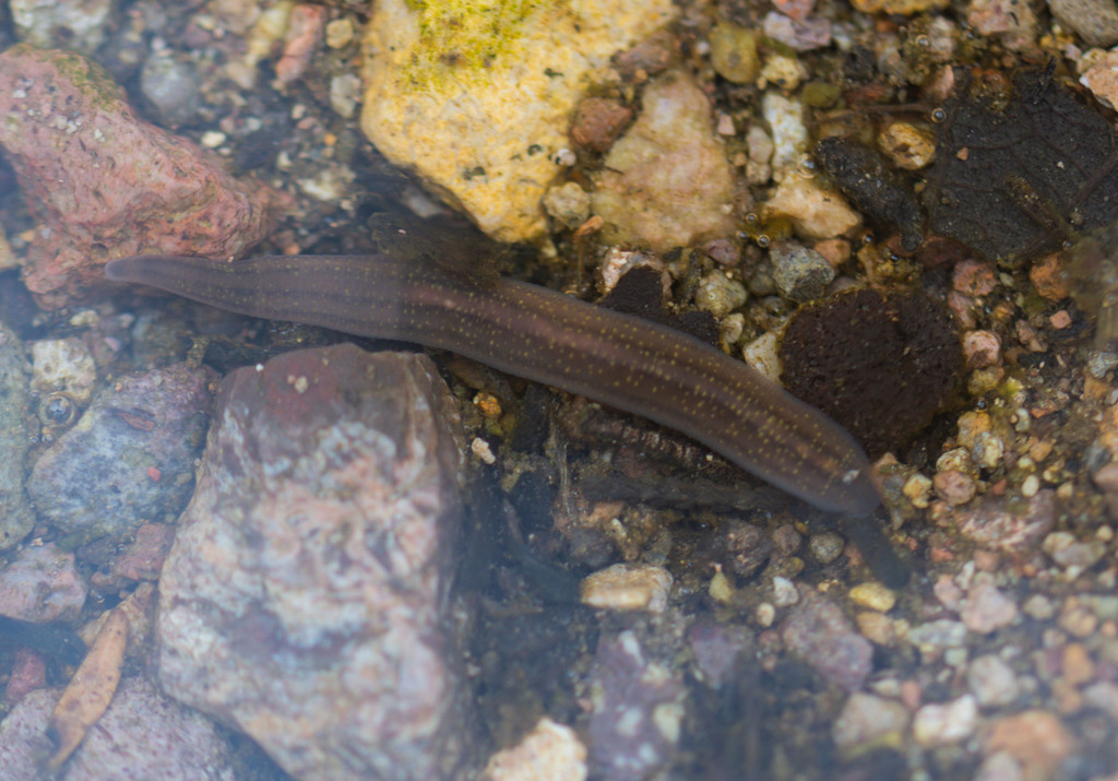 Erpobdella triannulata