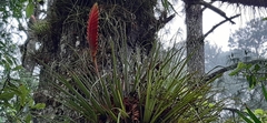 Tillandsia lampropoda