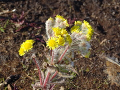 Tephroseris palustris