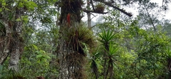Tillandsia lampropoda