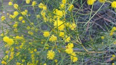 Acacia euthycarpa