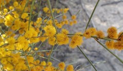 Acacia euthycarpa