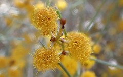 Acacia euthycarpa