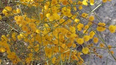Acacia euthycarpa