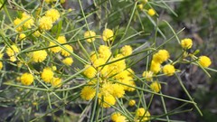 Acacia euthycarpa