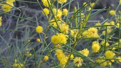 Acacia euthycarpa
