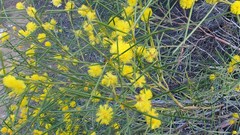Acacia euthycarpa