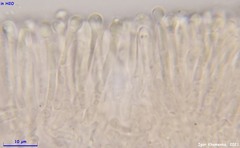 Orbilia luteorubella